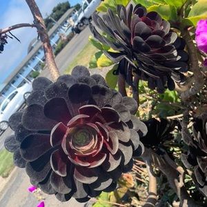 Meet your Posher, Christy